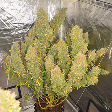 Насіння конопель Auto Blue Amnesia XXL Feminised Silver